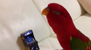 Parrot Maniacally Laughs And Then Destroys A Toy