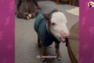Peabody, The Smallest Horse In The World, Sits On The Table