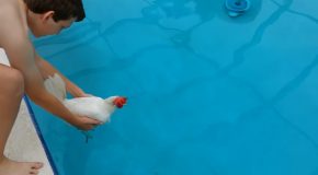 Testing If Chickens Can Swim