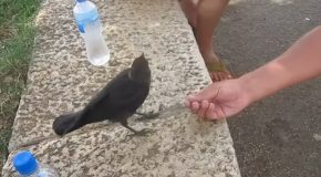 Thirsty Crow Comes To Humans For Some Water