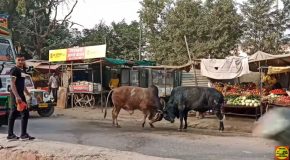 Two Bulls Fighting Brutally In The Middle Of A Market
