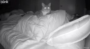 What Minnie, The Cat, Does At Night