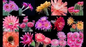 Amazing Timelapse Of Echinopsis Cactus Flowers Blooming