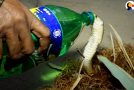 Cobra Given Water During Its Rescue