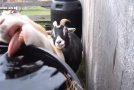 Farm Animals Doing The Funniest Things Ever