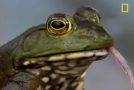How Bullfrogs Eat Everything They Find