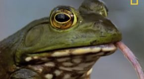 How Bullfrogs Eat Everything They Find