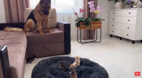 Huge German Shepherd Is Confused By Tiny Kittens In Its Bed