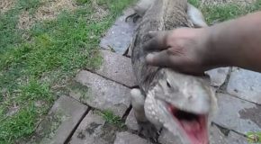 Man’s Pet Lizard Greets Him Like A Dog