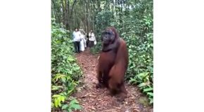 Massive Orangutan Comes Face-To-Face With Tourists, Walks Away Peacefully