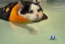 News Anchor Just Can’t Stop Laughing About Swimming Cat