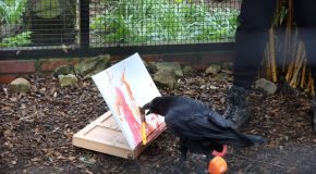 Artistic Raven Makes Abstract Art Using Her Beak
