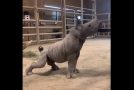 Baby Rhino Really Loves Getting Brushed