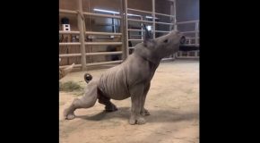 Baby Rhino Really Loves Getting Brushed