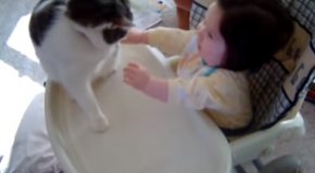 Baby Gets Punched By A Cat