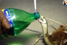 Cobra Drinks Water From A Bottle During The Rescue