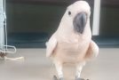 Cockatoo Lets Out A Fart And Runs Away