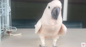 Cockatoo Lets Out A Fart And Runs Away