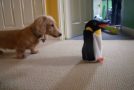 Dachshund’s Funny Reaction To A Penguin Plushie