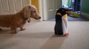 Dachshund’s Funny Reaction To A Penguin Plushie