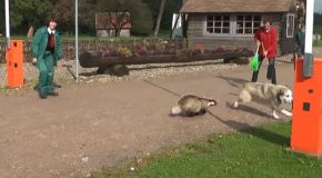 Dog Bites A Badger’s Tail And Regrets It