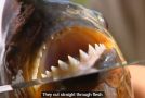 Getting A Hold Of The Infamous Red-Bellied Piranha
