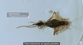 Hairworms That Can Control The Minds Of Crickets