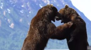 Intense Battle Between Two Huge Bears Caught On Camera
