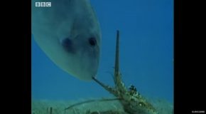 Lobsters Getting Hunted By Triggerfish