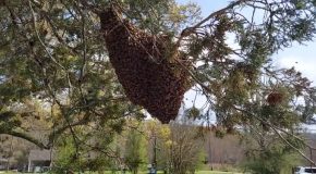 Man Handles A Massive Swarm Of Bees With His Bare Hands