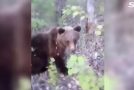 Man Kicks A Bear And Gets Attacked By It