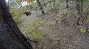Man Tries To Escape A Bear Attack On His Bicycle