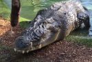Massive Crocodile Crushes Through Bone Like It’s Nothing