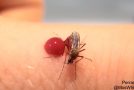 Mosquitoes Overdrinking Blood And Bursting