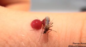 Mosquitoes Overdrinking Blood And Bursting