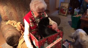 Old Woman’s Beautiful Reaction To Getting A Black Cat As A Gift