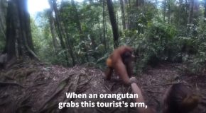 Orangutan Gets A Hold Of A Woman And Doesn’t Let Go