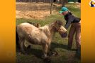 Pony Becomes Very Happy About Getting Her Overgrown Hooves Cut