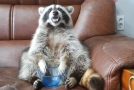 Raccoon Runs Out Of Grapes; Its Reaction Is So Funny