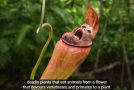 Strange Plants That Can Eat Animals