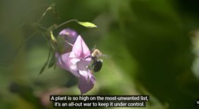 The Himalayan Balsam, Aka The Exploding Plant