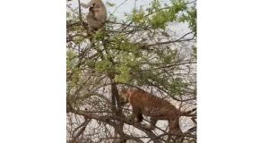 Tiger Chasing A Monkey Into A Tree Falls Off It