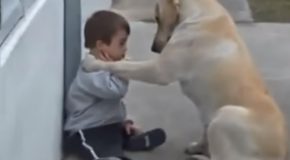 Adorable Dog’s Reaction To Meeting A 3-Year Old Kid