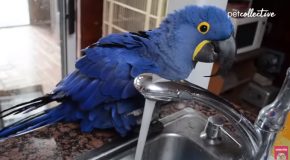 Birds Doing The Funniest Things Ever