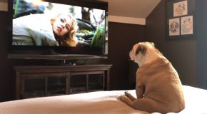 Bulldog Has An Amazing Reaction To Watching An Actress In Distress On TV