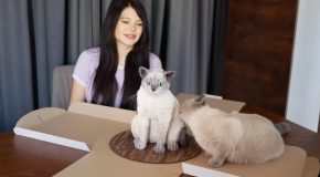 Cat’s Funny Reaction To Meeting A Cat Cake That Looks Like It