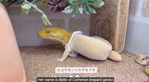 Common Gecko Sheds Its Skin