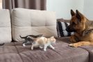 Cute Little Kittens Attack A Huge German Shepherd