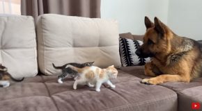 Cute Little Kittens Attack A Huge German Shepherd