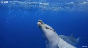 Dolphins Play A Game Of Catch With A Pufferfish